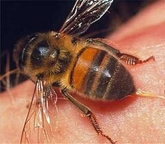 Правила оказания первой помощи при укусе пчелы
