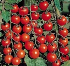 Помидоры черри - сорт томатов, известный маленькими размерами плодов