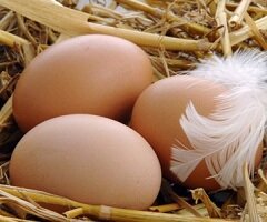 Калорийность утиных яиц - 184,5 ккал на 100 г
