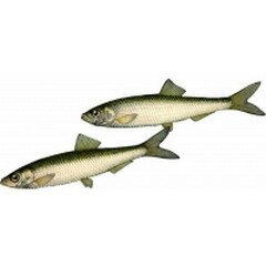 Килька – название стайных пелагических рыб