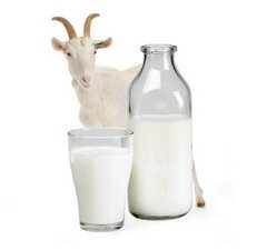 Козье молоко полезно для человека