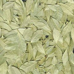 Лавровый лист – растение семейства Лавровых