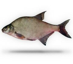Лещ – пресноводная рыба семейства карповых