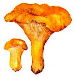 Лисички – лесные грибы 