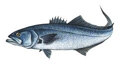 Луфарь - хищная рыба, достигающая 1 м в длину