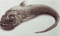 Макрурус - морская рыба семейства Трескообразных