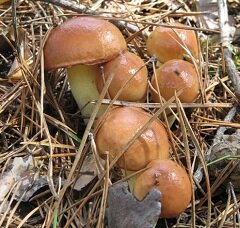 Маслята - трубчатые грибы