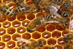 Мед - продукт пчеловодства