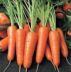 Морковь - растение семейства Зонтичных