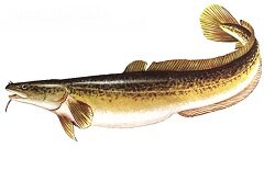 Налим - пресноводная рыба семейства тресковых