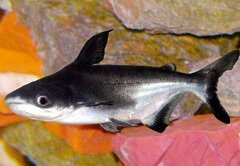 Пангасиус - хищная рыба