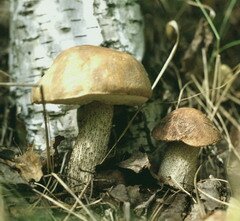 Подберезовик — гриб рода Лекцинум