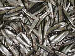 Салака — мелкая промысловая рыба