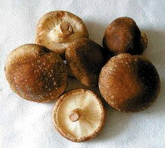 Шиитаке — грибы с лечебными свойствами