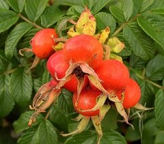 Шиповник - растение семейства Розовые