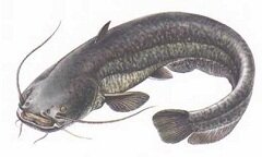 Сом - крупная рыба семейства сомовых
