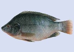 Тилапия - рыба семейства Цихлиды