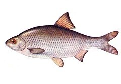 Вобла - рыба семейства Карповых