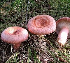 Волнушки - грибы семейства сыроежковых