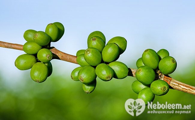 Зеленый кофе - природный продукт
