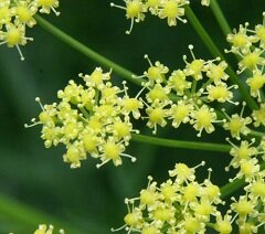 Асафетида - многолетнее травянистое растение из семейства зонтичных