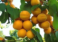 Полезные свойства абрикоса - многочисленны