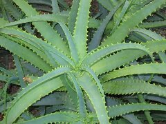 Алоэ – травянистое многолетнее вечнозеленое растение