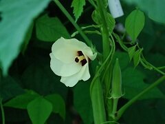 Бамия – экзотическое однолетнее травянистое растение