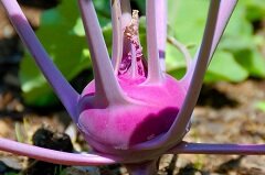 Кольраби - ботаническая разновидность капусты белокочанной