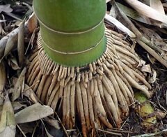 Корни бамбука - хорошее общеукрепляющее средство