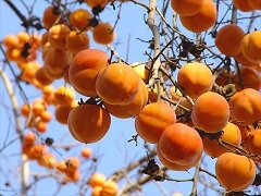 Хурма - плод деревьев семейства Эбеновые