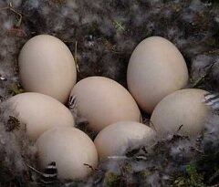 Размер гусиного яйца - в 3-4 раза больше крупного куриного яйца