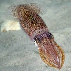 Каракатица — моллюск отряда головоногих