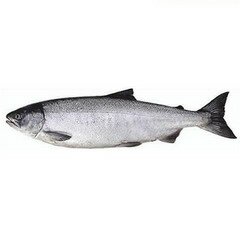 Кета — рыба семейства тихоокеанских лососей