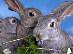 Кролик - животное семейства зайцевых