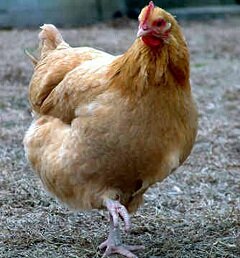Курица - самая распространенная домашняя птица