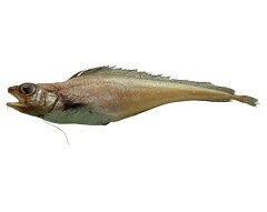 Лемонема - рыба отряда трескообразных