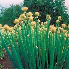Лук батун — многолетнее растение семейства Луковых