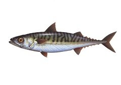 Макрель - представитель скумбриевых рыб