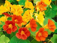 Настурция - постоянно цветущее летнее декоративное растение