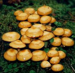 Опята – грибы с выпуклой шляпкой