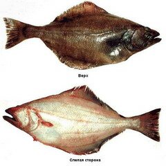 Палтус — рыба семейства камбаловых