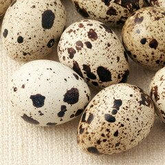Перепелиные яйца — это яйца перепелов