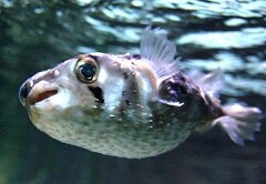 Рыба фугу - рыба, содержащая смертельный яд