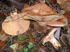 Рыжики - грибы первой категории
