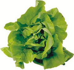 Салат латук — растение семейства Астровых