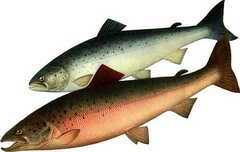 Семга — рыба семейства лососевых