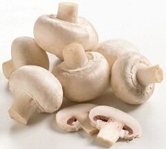 Шампиньоны - род агариковых грибов