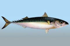 Скумбрия — рыба семейства скумбриевых
