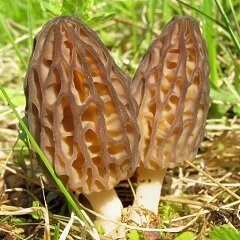 Сморчок - сумчатый гриб семейства сморчковых